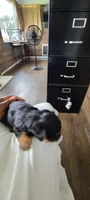 Dolly, a female Yorkshire Terrier and Poodle - Toy  for sale in Cimarron, KS – 5 of 6