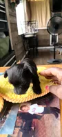 Quena, a female Yorkshire Terrier and Poodle - Toy  for sale in Cimarron, KS – 3 of 5