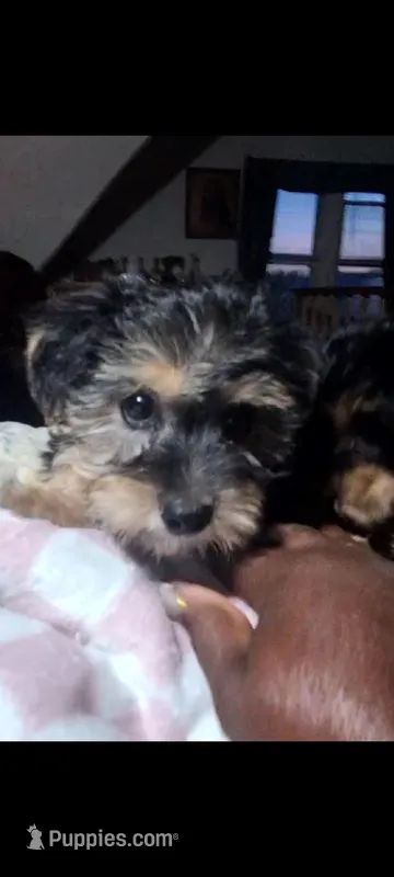 Chickaa – Yorkshire Terrier, Poodle - Toy  puppy for sale in Cimarron, KS