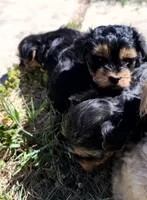 Chickaa, a female Yorkshire Terrier for sale in Cimarron, KS – Photo 3 of 10