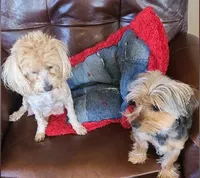 Chickaa, a female Yorkshire Terrier for sale in Cimarron, KS – Photo 2 of 2