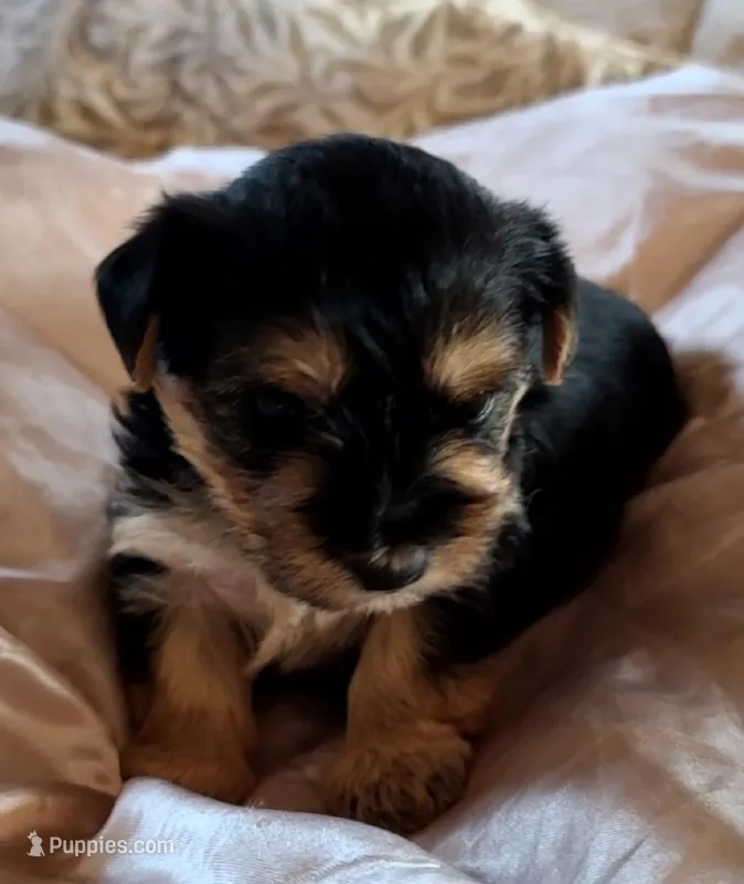 Chickaa – Yorkshire Terrier puppy for sale in Cimarron, KS