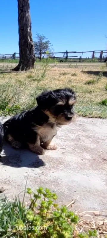 Chickaa – Yorkshire Terrier puppy for sale in Cimarron, KS