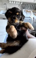 Dolly, a female Yorkshire Terrier and Poodle - Toy  for sale in Cimarron, KS – 2 of 6