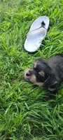Batman , a male Yorkshire Terrier for sale in Cimarron, KS – 2 of 9