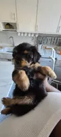 Batman , a male Yorkshire Terrier for sale in Cimarron, KS – 7 of 9