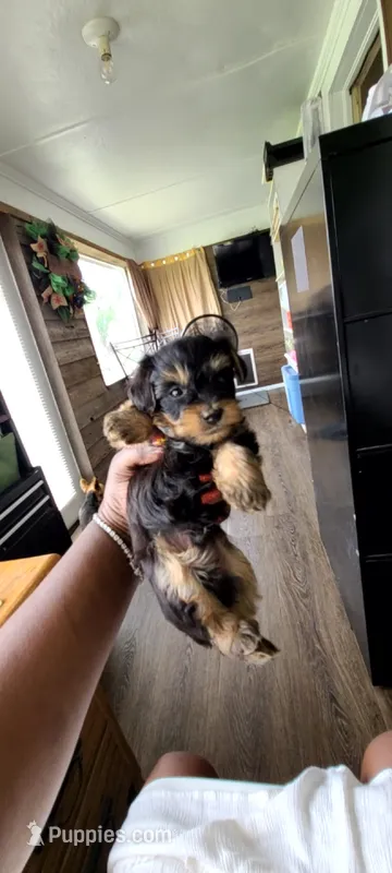 Dolly – Yorkshire Terrier, Poodle - Toy  puppy for sale in Cimarron, KS