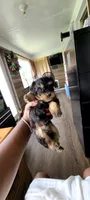 Dolly, a female Yorkshire Terrier and Poodle - Toy  for sale in Cimarron, KS – 1 of 6