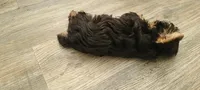 Max. Teddy Bear), a male Yorkshire Terrier and Poodle - Toy  for sale in Cimarron, KS – 2 of 9