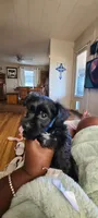 Armani , a male Yorkshire Terrier and Poodle - Toy  for sale in Cimarron, KS – 2 of 8