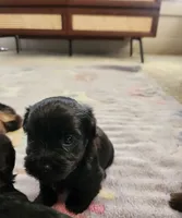 Phillepa, a male Yorkshire Terrier and Poodle - Toy  for sale in Cimarron, KS – 1 of 7