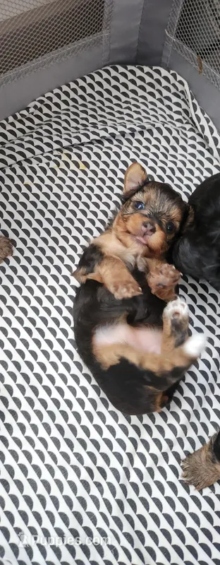 Sugar – Yorkshire Terrier, Poodle - Toy  puppy for sale in Cimarron, KS