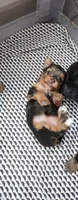 Sugar, a female Yorkshire Terrier and Poodle - Toy  for sale in Cimarron, KS – 1 of 6