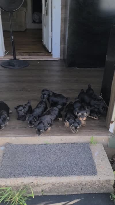 Dolly, a female Yorkshire Terrier and Poodle - Toy  for sale in Cimarron, KS – 6 of 6
