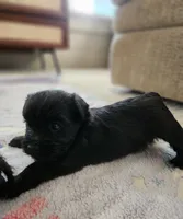 Phillepa, a male Yorkshire Terrier and Poodle - Toy  for sale in Cimarron, KS – 4 of 7