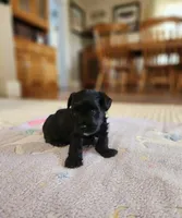 Brother, a male Yorkshire Terrier and Poodle - Toy  for sale in Cimarron, KS – 9 of 9