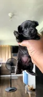 Quena, a female Yorkshire Terrier and Poodle - Toy  for sale in Cimarron, KS – 5 of 5