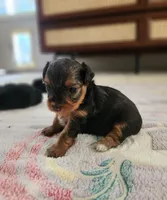 Sugar, a female Yorkshire Terrier and Poodle - Toy  for sale in Cimarron, KS – 3 of 6