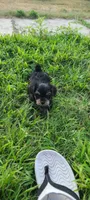 Batman , a male Yorkshire Terrier for sale in Cimarron, KS – 4 of 9