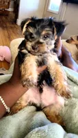 Max. Teddy Bear), a male Yorkshire Terrier and Poodle - Toy  for sale in Cimarron, KS – 8 of 9