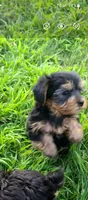 Max. Teddy Bear), a male Yorkshire Terrier and Poodle - Toy  for sale in Cimarron, KS – 4 of 9