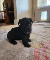 Brother, a male Yorkshire Terrier and Poodle - Toy  for sale in Cimarron, KS – 1 of 9