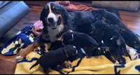 Georgie , a male Bernese Mountain Dog for sale in Gladwin, MI – 2 of 4