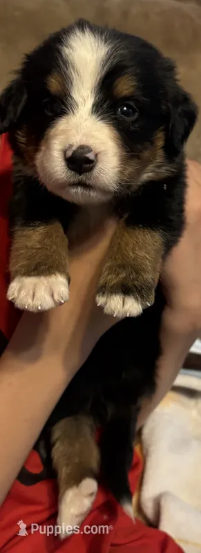 Georgie  – Bernese Mountain Dog puppy for sale in Gladwin, MI