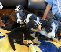Georgie , a male Bernese Mountain Dog for sale in Gladwin, MI – 3 of 4