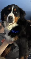 Georgie , a male Bernese Mountain Dog for sale in Gladwin, MI – 4 of 4