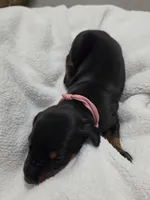 Girl 2 , a female Doberman Pinscher for sale in Austin, TX – 2 of 3