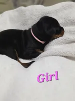 Girl 2 , a female Doberman Pinscher for sale in Austin, TX – 3 of 3