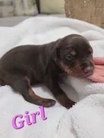 Girl 3 , a female Doberman Pinscher for sale in Austin, TX – 2 of 3