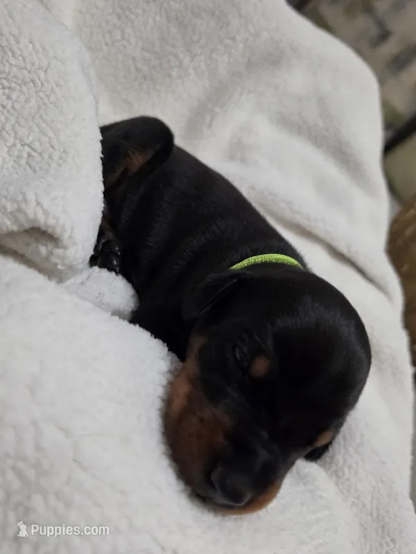 Boy 2  – Doberman Pinscher puppy for sale in Austin, TX