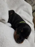 Boy 2 , a female Doberman Pinscher for sale in Austin, TX – 1 of 3