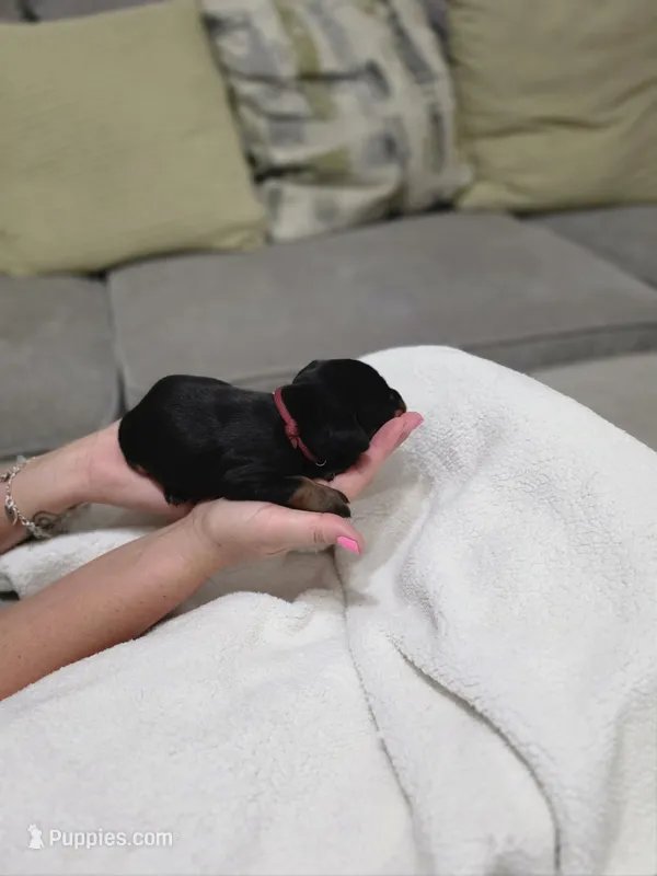 Girl 1  – Doberman Pinscher puppy for sale in Austin, TX