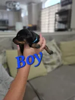 Boy 1 , a male Doberman Pinscher for sale in Austin, TX – 3 of 3