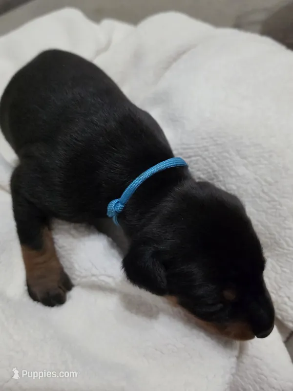 Boy 1  – Doberman Pinscher puppy for sale in Austin, TX