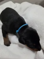 Boy 1 , a male Doberman Pinscher for sale in Austin, TX – 1 of 3