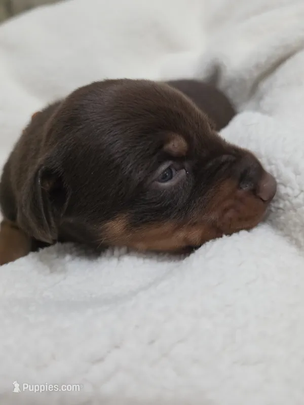 Girl 3  – Doberman Pinscher puppy for sale in Austin, TX