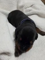 Boy 3 , a female Doberman Pinscher for sale in Austin, TX – 2 of 3