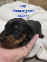 Boy 4 , a female Doberman Pinscher for sale in Austin, TX – 2 of 3