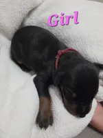 Girl 1 , a female Doberman Pinscher for sale in Austin, TX – 3 of 3
