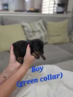 Boy 2 , a female Doberman Pinscher for sale in Austin, TX – 3 of 3