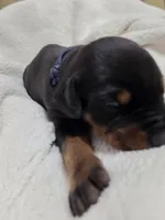 Boy 3 , a female Doberman Pinscher for sale in Austin, TX – 3 of 3