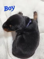 Boy 3 , a female Doberman Pinscher for sale in Austin, TX – 1 of 3