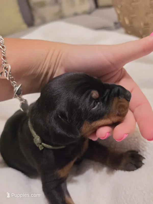 Boy 4  – Doberman Pinscher puppy for sale in Austin, TX