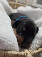 Boy 1 , a male Doberman Pinscher for sale in Austin, TX – 2 of 3