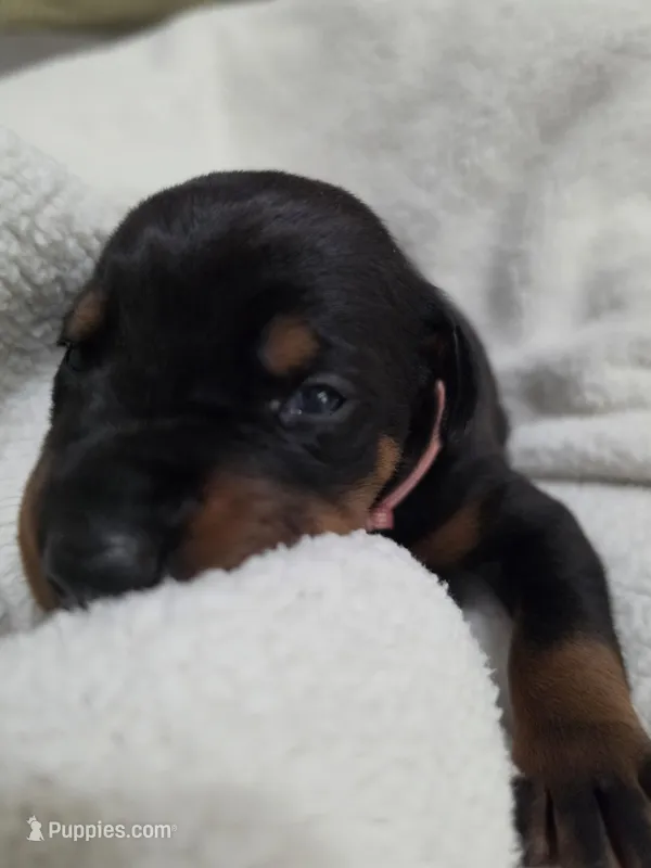 Girl 2  – Doberman Pinscher puppy for sale in Austin, TX