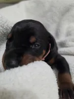 Girl 2 , a female Doberman Pinscher for sale in Austin, TX – 1 of 3